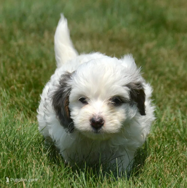 Brooke MBD FM6 – Bernedoodle puppy for sale in Kendallville, IN