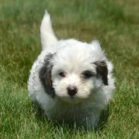 Brooke MBD FM6, a male Bernedoodle for sale in Kendallville, IN – 2 of 8