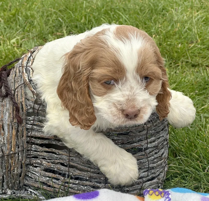 Cari Mini CP F3 – Cockapoo puppy for sale in Kendallville, IN