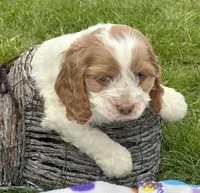 Cari Mini CP F3, a female Cockapoo for sale in Kendallville, IN – 4 of 7