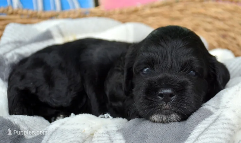 Ally Mini Cockapoo F4 – Cockapoo puppy for sale in Kendallville, IN