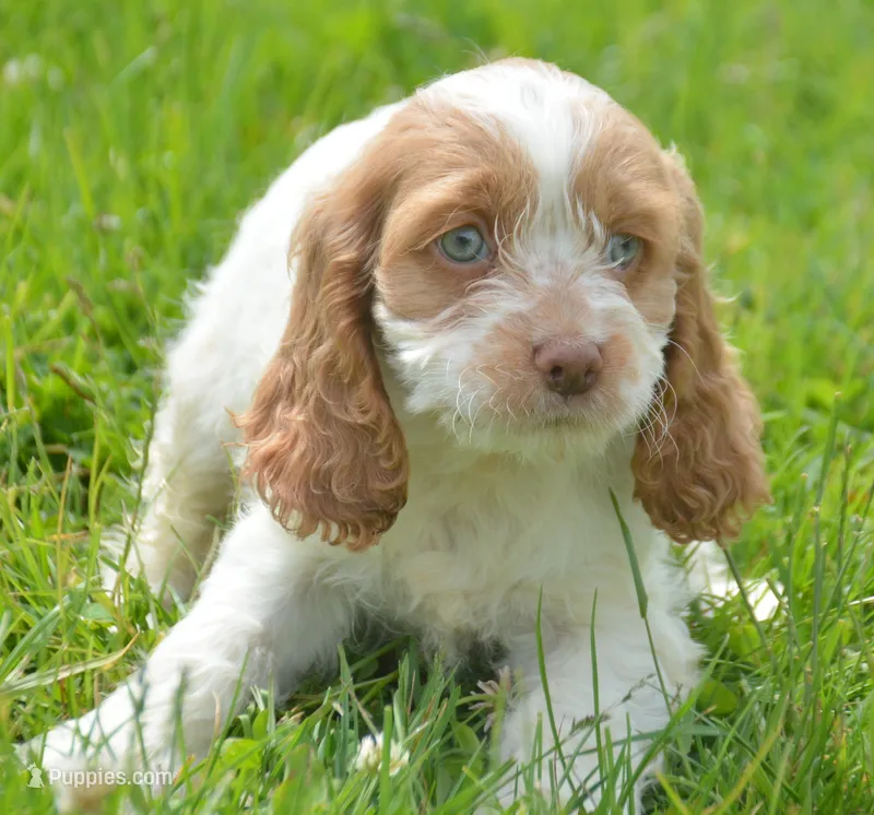 Cari Mini CP F3 – Cockapoo puppy for sale in Kendallville, IN