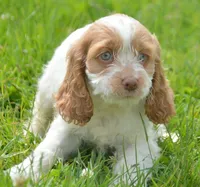 Cari Mini CP F3, a female Cockapoo for sale in Kendallville, IN – 2 of 7