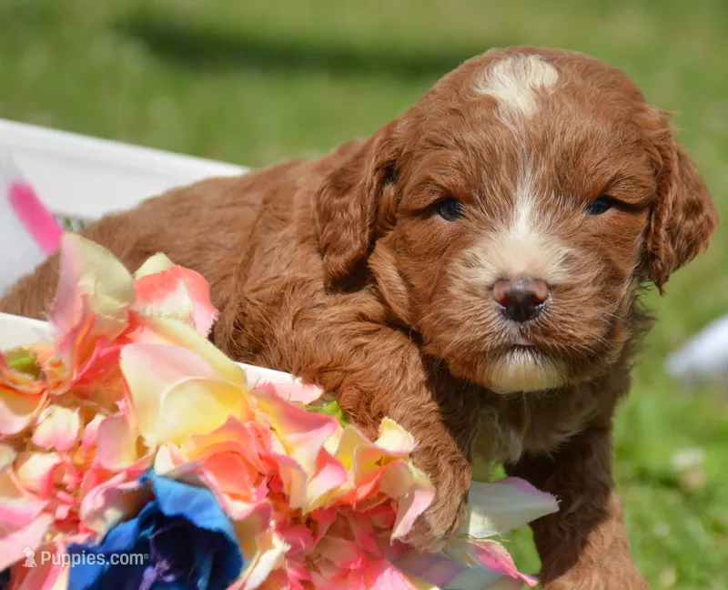 Coco Cavapoo M4 – Cavapoo puppy for sale in Kendallville, IN