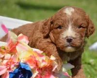 Coco Cavapoo M4, a male Cavapoo for sale in Kendallville, IN – 1 of 2