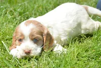 Cari Mini CP F3, a female Cockapoo for sale in Kendallville, IN – 2 of 2