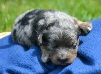 Cain Cavapoo , a male Cavapoo for sale in Kendallville, IN – 1 of 2