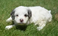 Brooke MBD FM6, a male Bernedoodle for sale in Kendallville, IN – 3 of 8