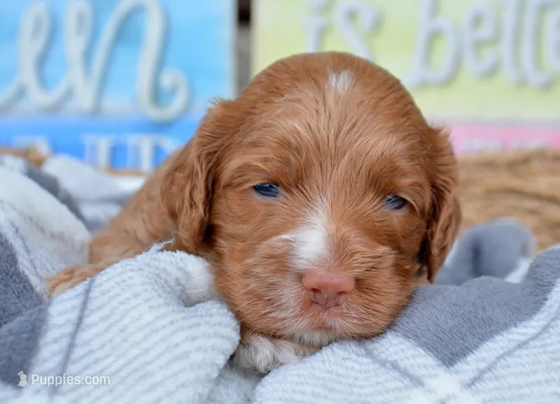 Anna Mini Cockapoo F3 – Cockapoo puppy for sale in Kendallville, IN