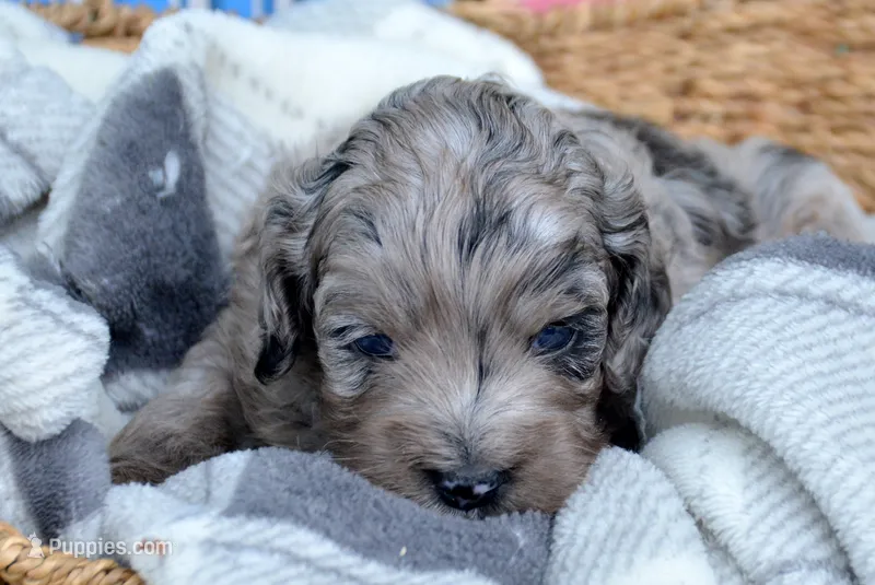 Amy Mini Cockapoo F5 – Cockapoo puppy for sale in Kendallville, IN