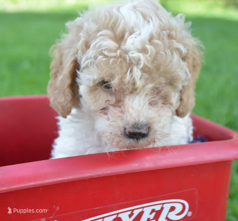 Clyde Cavapoo ML 3-2 – Cavapoo puppy for sale in Kendallville, IN