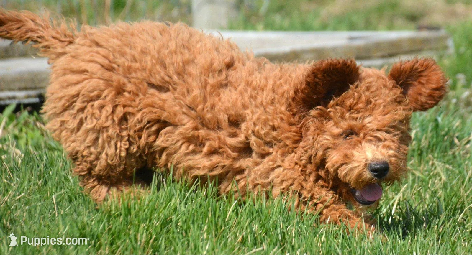 Eddie Mini GD ML 2 – Miniature Goldendoodle puppy for sale in Kendallville, IN