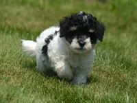 Betty MBD FM4, a male Bernedoodle for sale in Kendallville, IN – 2 of 8
