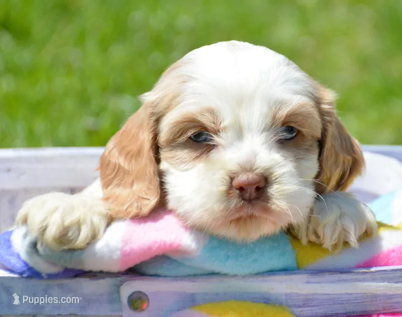 Carla Mini CP F2 – Cockapoo puppy for sale in Kendallville, IN