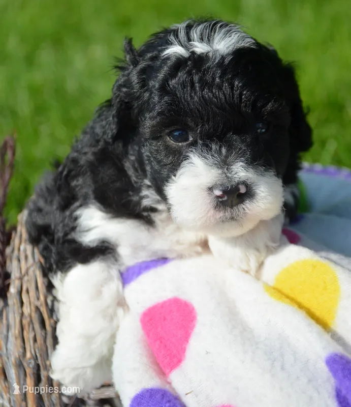 Bella Micro Bernedoodle, a female Bernedoodle for sale in Kendallville, IN – 1 of 2