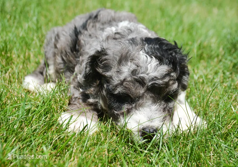 Barkley MBD ML2 – Bernedoodle puppy for sale in Kendallville, IN