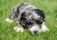 Barkley MBD ML2, a male Bernedoodle for sale in Kendallville, IN – 3 of 8