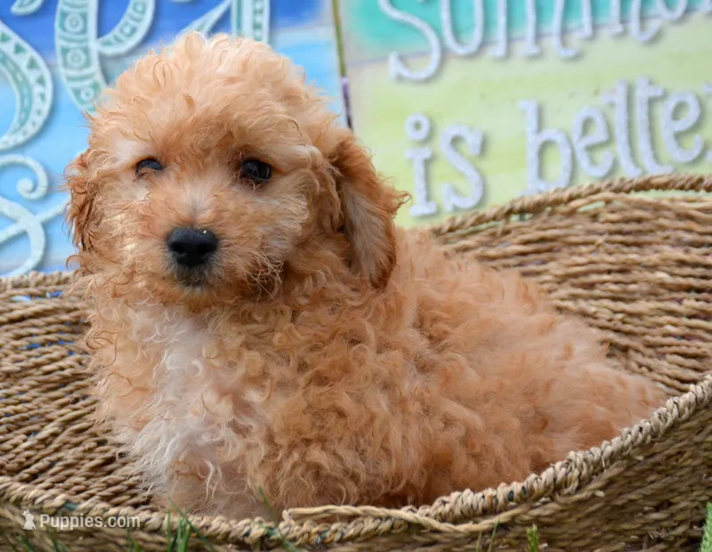Cody Cavapoo M2 – Cavapoo puppy for sale in Kendallville, IN