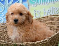 Cody Cavapoo M2, a male Cavapoo for sale in Kendallville, IN – 4 of 10