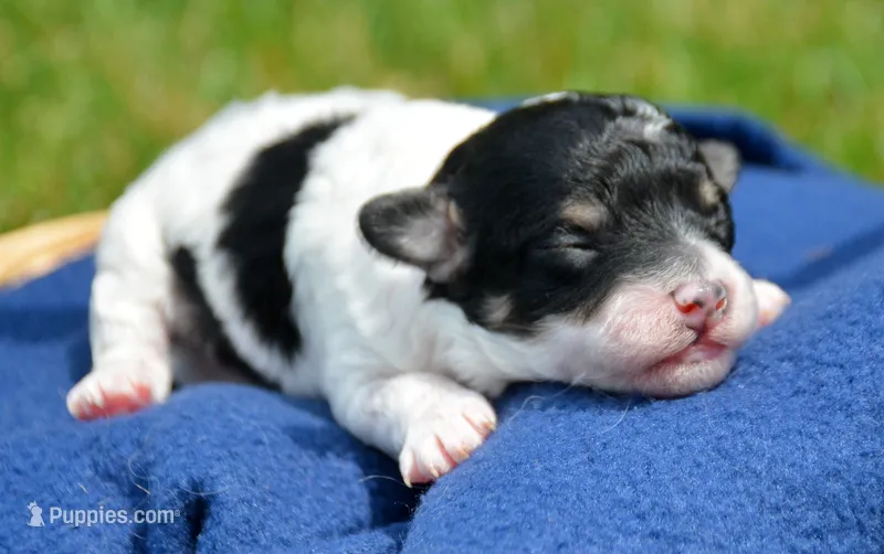 Betty MBD FM4 – Bernedoodle puppy for sale in Kendallville, IN