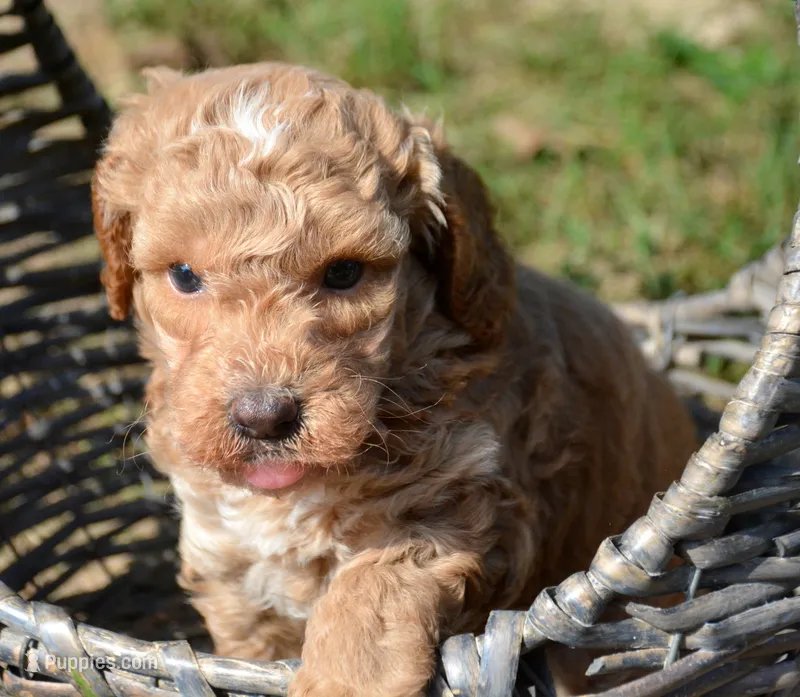 Cain Cavapoo ML3-1 – Cavapoo puppy for sale in Kendallville, IN