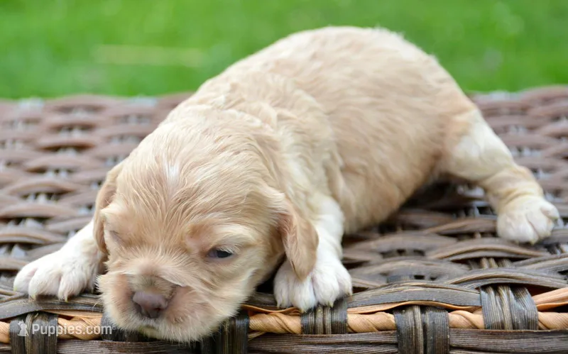 Chrissy Mini CP F3 – Cockapoo puppy for sale in Kendallville, IN