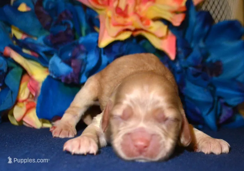 Chrissy Mini CP F3 – Cockapoo puppy for sale in Kendallville, IN