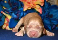 Chrissy Mini CP F3, a male Cockapoo for sale in Kendallville, IN – Photo 1 of 2