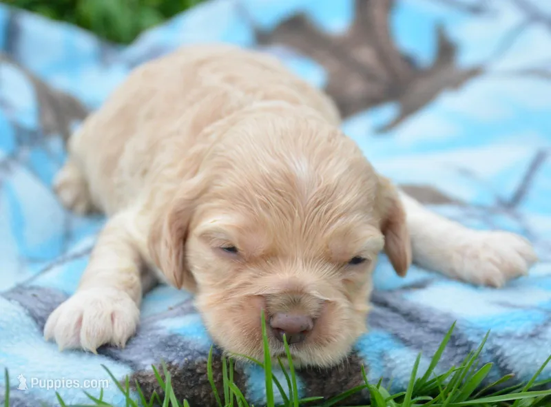 Chrissy Mini CP F3 – Cockapoo puppy for sale in Kendallville, IN