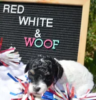 Betty MBD FM4, a male Bernedoodle for sale in Kendallville, IN – 5 of 8