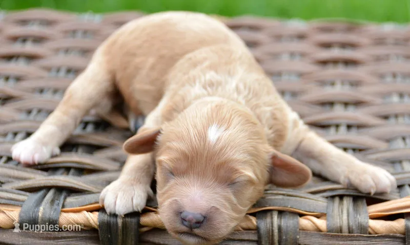 Charlie Cavapoo Ml1 – Cavapoo puppy for sale in Kendallville, IN