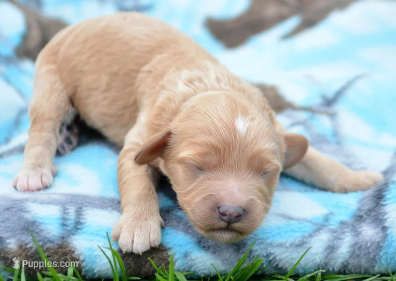 Charlie Cavapoo Ml1 – Cavapoo puppy for sale in Kendallville, IN