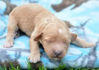 Charlie Cavapoo Ml1, a male Cavapoo for sale in Kendallville, IN – Photo 1 of 2