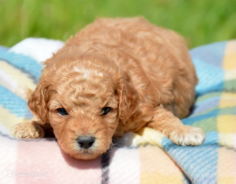 Cody Cavapoo M2 – Cavapoo puppy for sale in Kendallville, IN