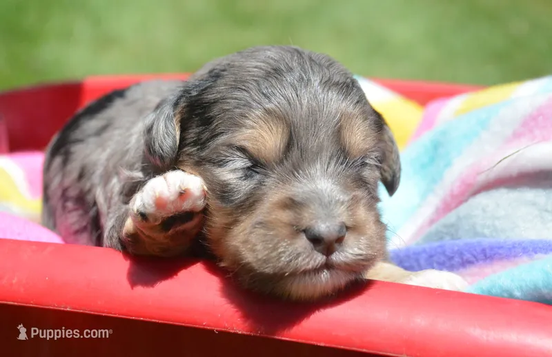 Barbie MBD FM7 – Bernedoodle puppy for sale in Kendallville, IN