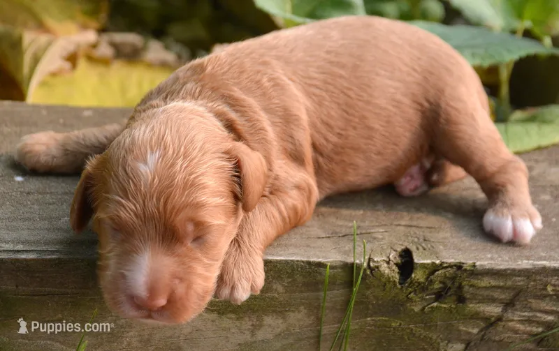 Anna Mini Cockapoo F3 – Cockapoo puppy for sale in Kendallville, IN