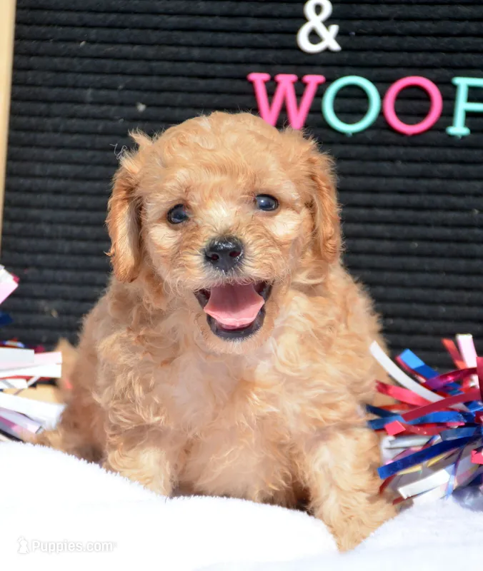 Chris Cavapoo M2 – Cavapoo puppy for sale in Kendallville, IN
