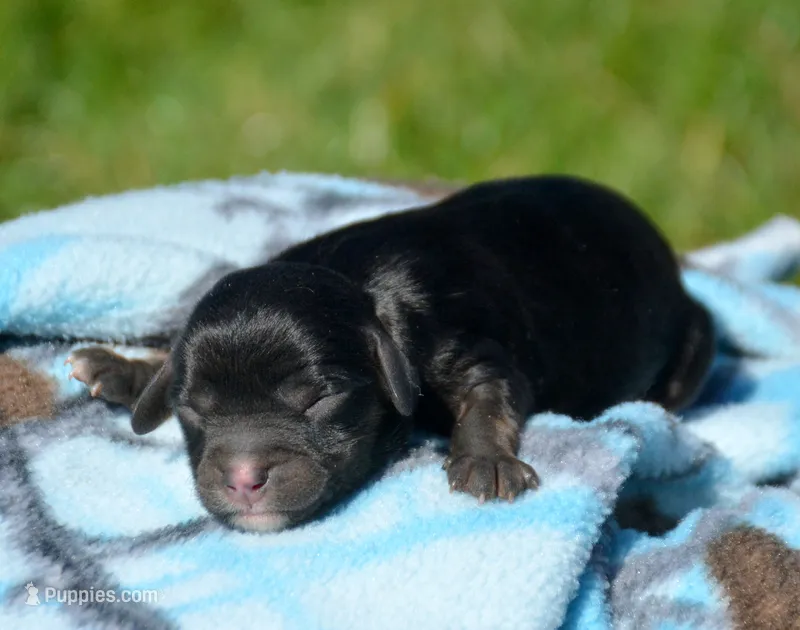 Cher Cav Fm 4-4 – Cavapoo puppy for sale in Kendallville, IN