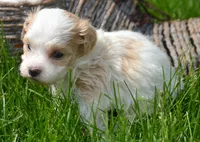 Mable Maltipoo Fm 2, a female Maltipoo for sale in Kendallville, IN – 2 of 2