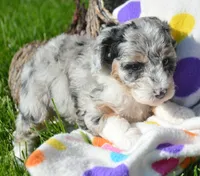 Bailey Micro Bernedoodle, a female Bernedoodle for sale in Kendallville, IN – 2 of 2