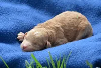 Chris Cavapoo M2, a male Cavapoo for sale in Kendallville, IN – 2 of 2
