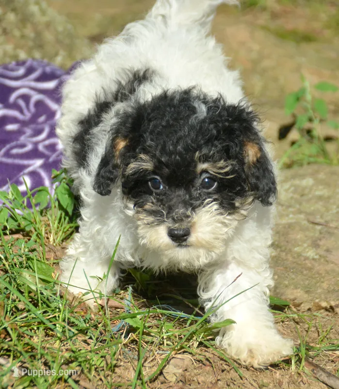 Betty MBD FM4 – Bernedoodle puppy for sale in Kendallville, IN