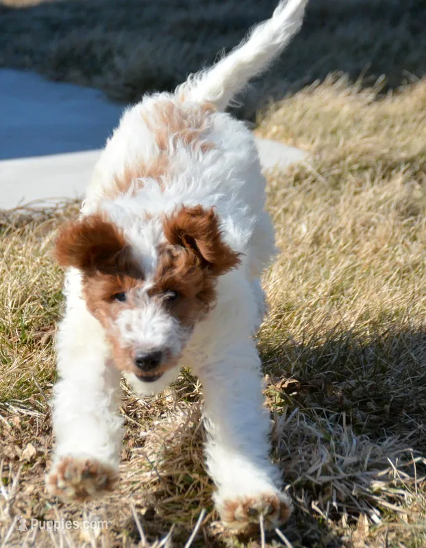 Ernie Mini GD ML 2-2 – Miniature Goldendoodle puppy for sale in Kendallville, IN