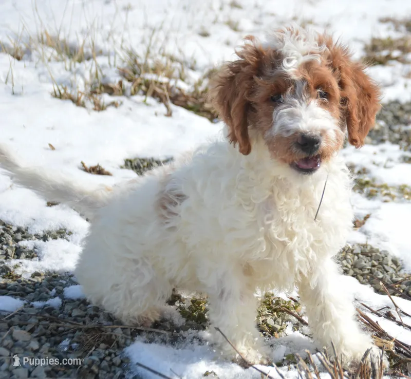 Ernie Mini GD ML 2-2, a male Miniature Goldendoodle for sale in Kendallville, IN – Photo 1 of 10