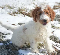 Ernie Mini GD ML 2-2, a male Miniature Goldendoodle for sale in Kendallville, IN – Photo 1 of 10