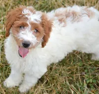Ernie Mini GD ML 2-2, a male Miniature Goldendoodle for sale in Kendallville, IN – Photo 2 of 10