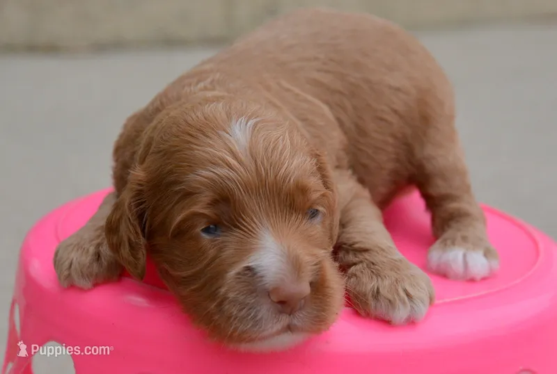 Anna Mini Cockapoo F3 – Cockapoo puppy for sale in Kendallville, IN