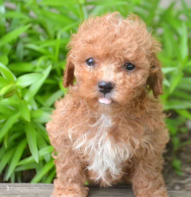 Maddie Maltipoo Fm 5 – Maltipoo puppy for sale in Kendallville, IN