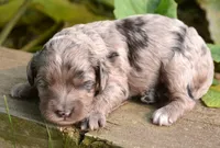 Amy Mini Cockapoo F5, a male Cockapoo for sale in Kendallville, IN – 2 of 2