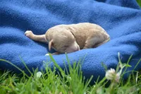 Cody Cavapoo M2, a male Cavapoo for sale in Kendallville, IN – 2 of 2